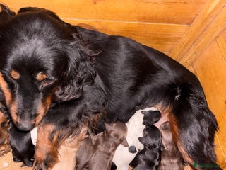 Cocker Spaniel dogs - Advert 1