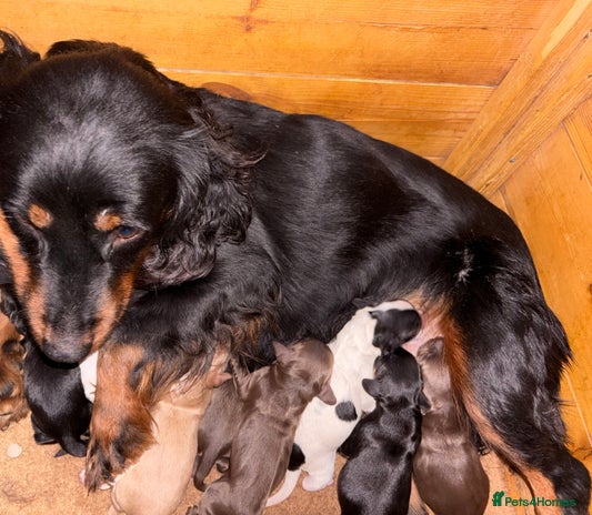 Cocker Spaniel dogs - Advert 7