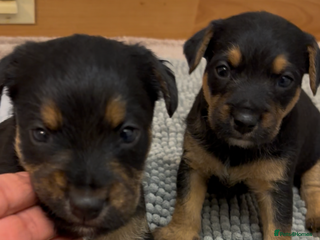 Mixed Breed dogs Lakeland x Terrier Puppies - Advert 4