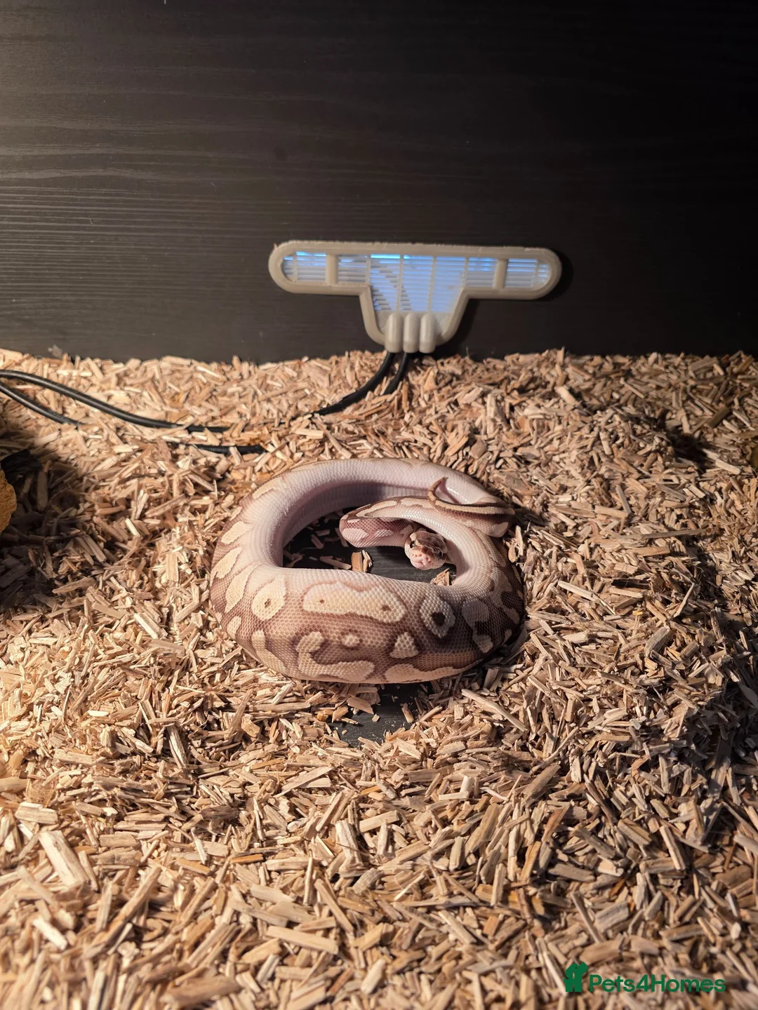 Python Snake reptiles for sale: Female pewter royal python - Advert 2
