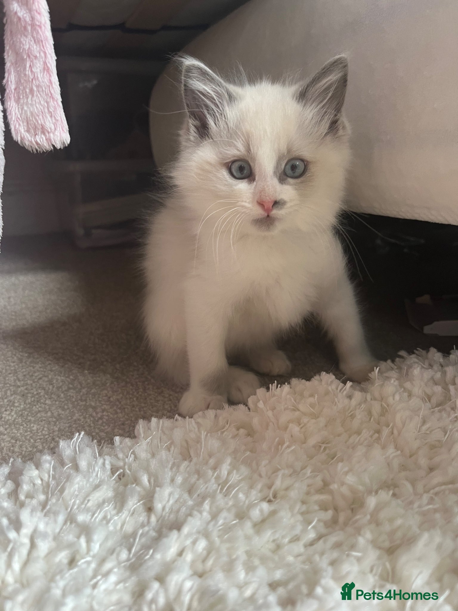 Ragdoll cats 2 sweet male ragdoll kittens left   - Advert 5