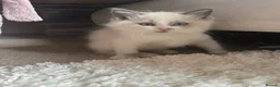Ragdoll cats for sale: blue&lilac bi colour ragdolls   - Advert 16