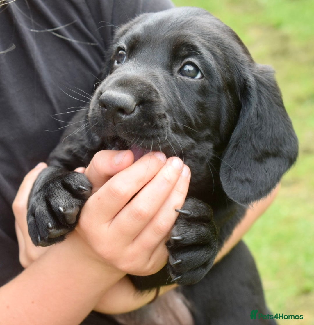 Cockerdor dogs for sale: Cockerdor Puppies - Image 9