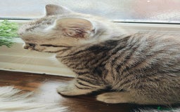 Scottish Fold cats for sale: ❤️Gorgeous Scottish Fold Straight ears kittens❤️ - Image 9