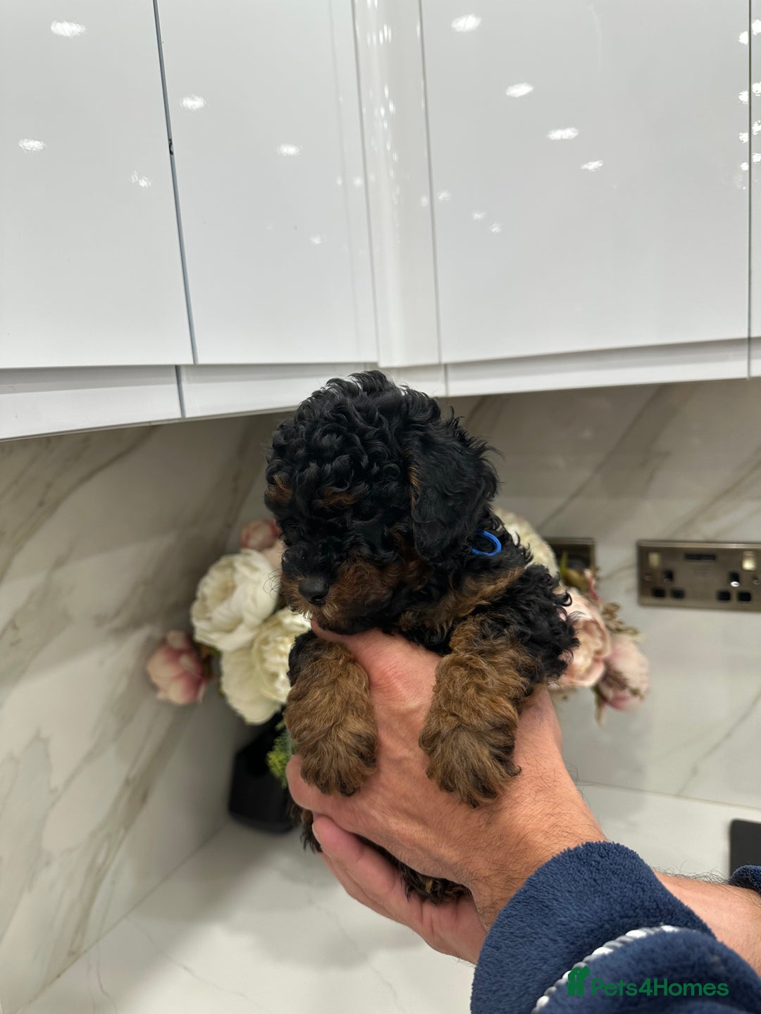 Toy Poodle dogs for sale: Beautiful Toy Poodle Puppies for Sale - Image 2