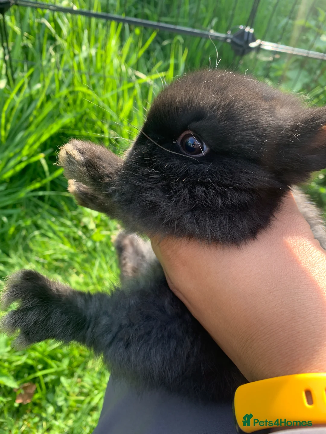 Netherland Dwarf rabbits for sale: Netherland Dwarfs LAST 1 LEFT - Advert 36