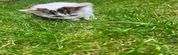 Mixed Breed cats for sale: Persian/siamese - Advert 5