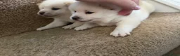 Japanese Shiba Inu dogs for sale: Shiba Inu Champion Bloodlines  Health Tested - Advert 4