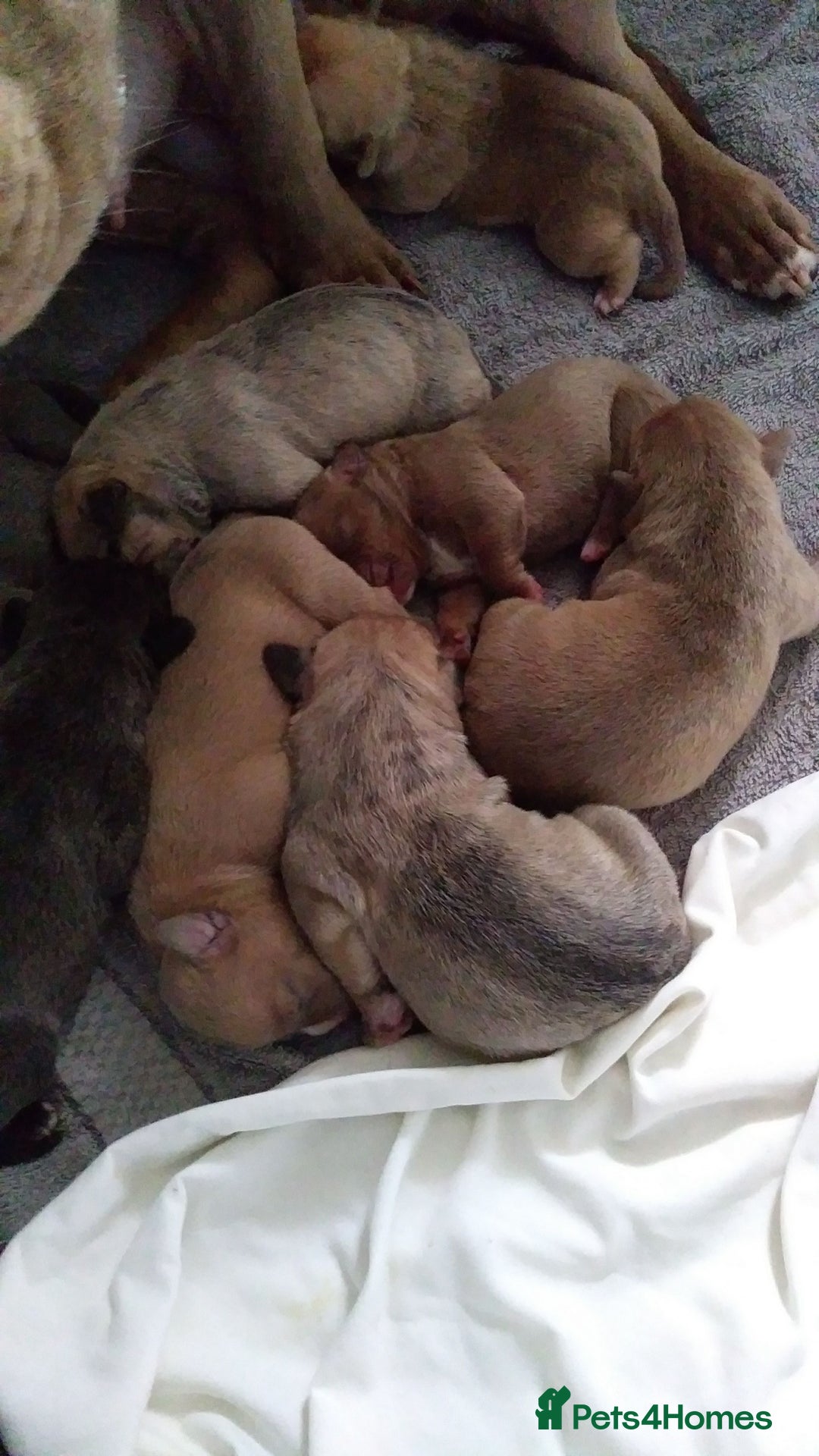 Mixed Breed dogs for sale: 4 beautiful pocket bully/mixed - Image 9