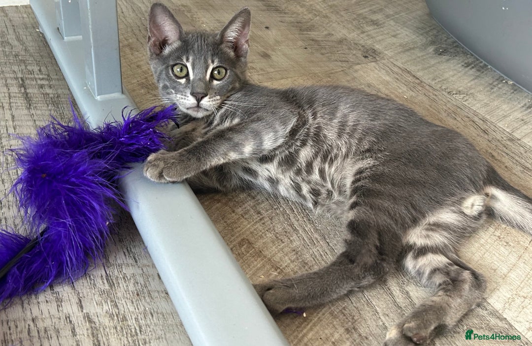 Bengal cats for sale: Striking Blue TICA Male Bengal Kittens 💙  - Image 22