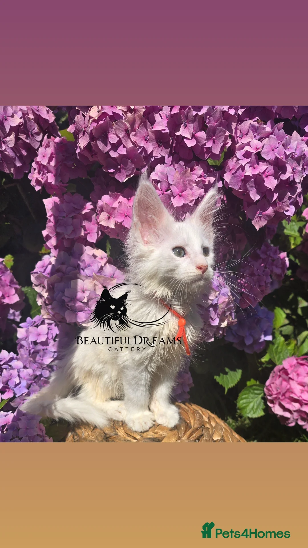 Maine Coon cats for sale: Ready now-Tica Maine Coon Kittens  - Advert 35