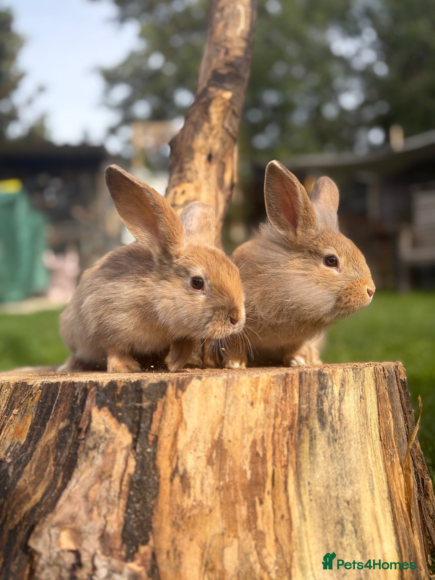 Lionhead rabbits 2 male rabbits 9 weeks old  - Advert 1