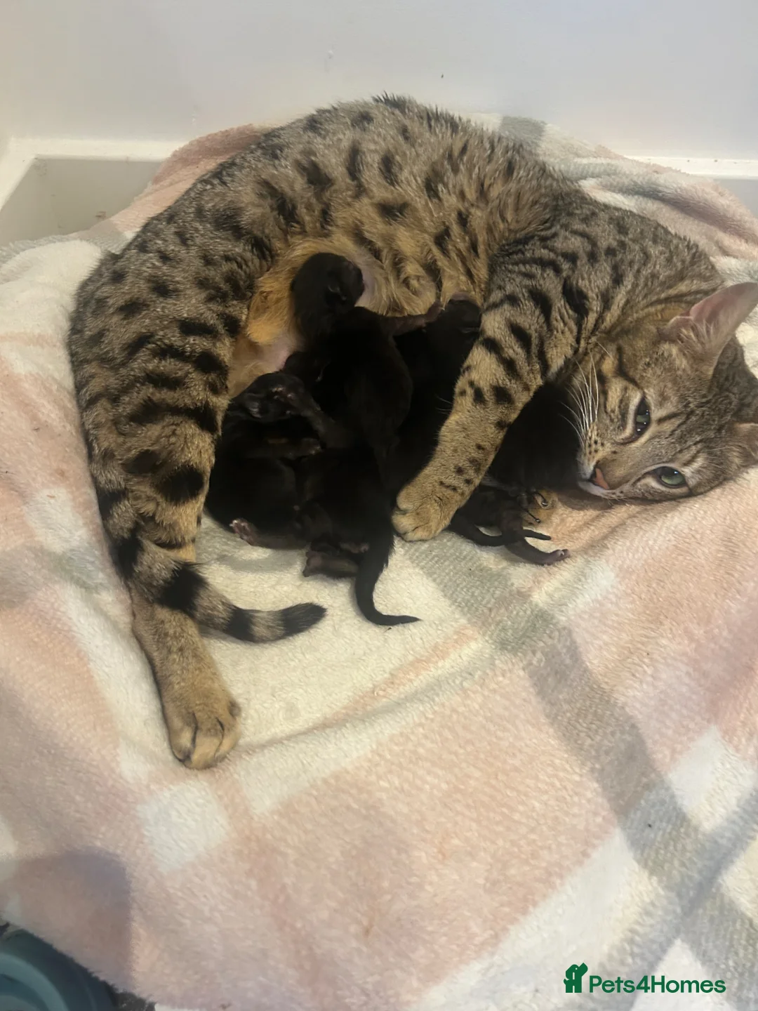 Savannah cats for sale: 3 f3 black smoke savanna kittens with markings  - Advert 10