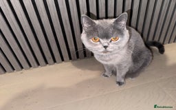 British Shorthair cats for sale: Blue British kittens beautiful  - Image 12