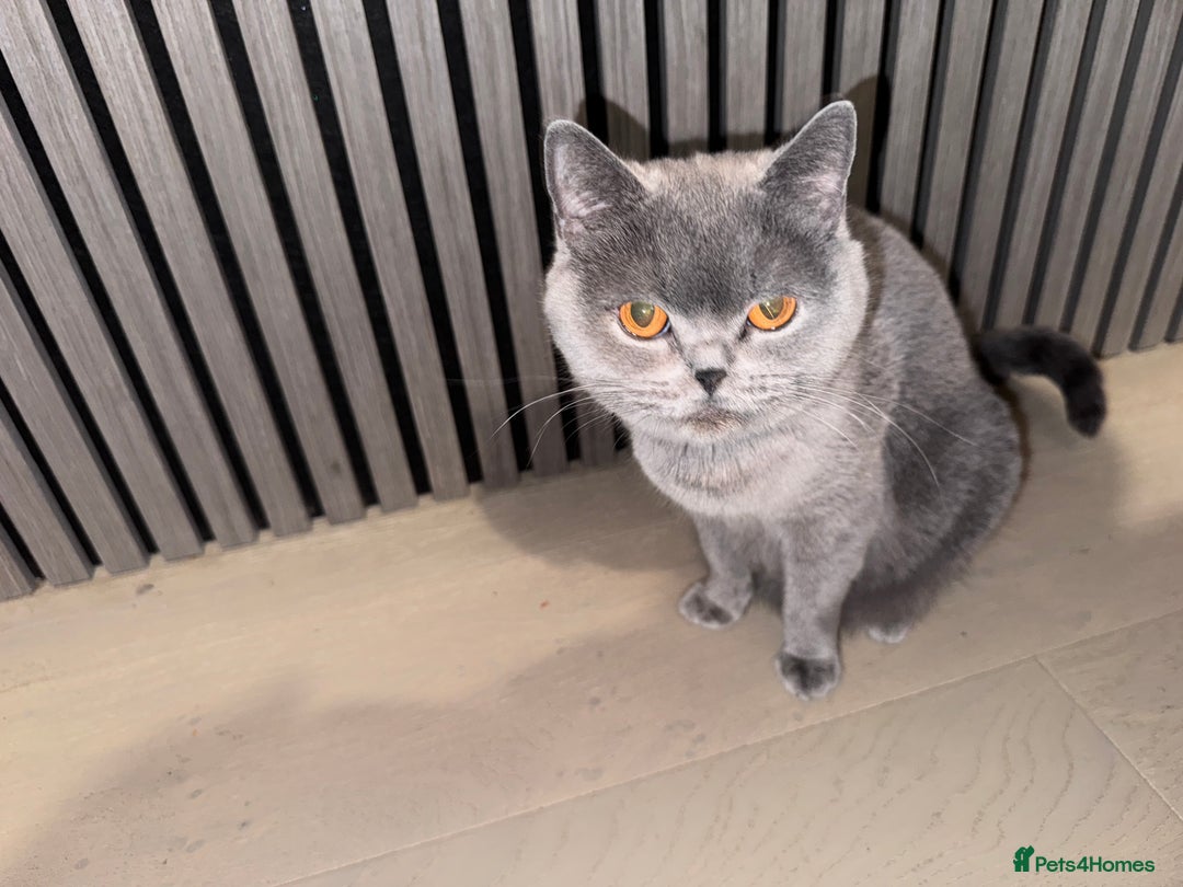British Shorthair cats for sale: Blue British kittens beautiful  - Image 12