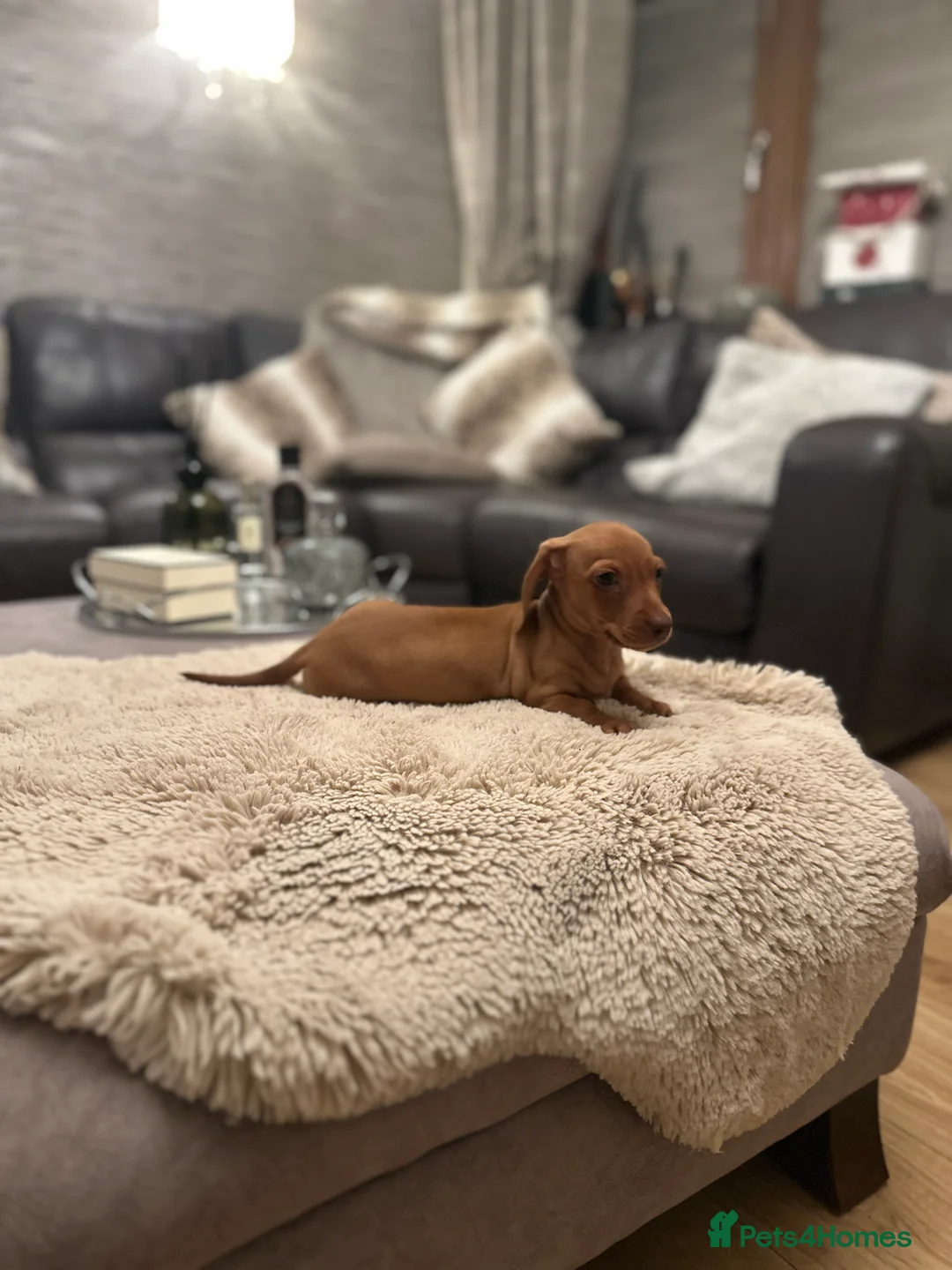 Miniature Dachshund dogs for sale: KC miniature dachshunds  - Advert 4