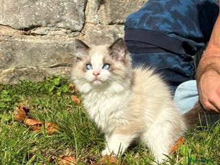 Ragdoll cats True Ragdoll nature 💛 ✨ - Advert 18