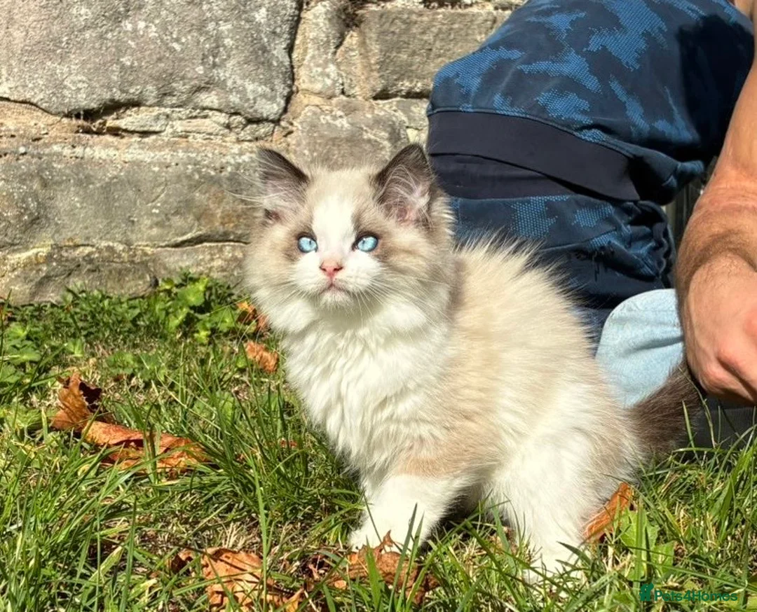 Ragdoll cats for sale: True Ragdoll nature 💛 ✨  - Advert 1