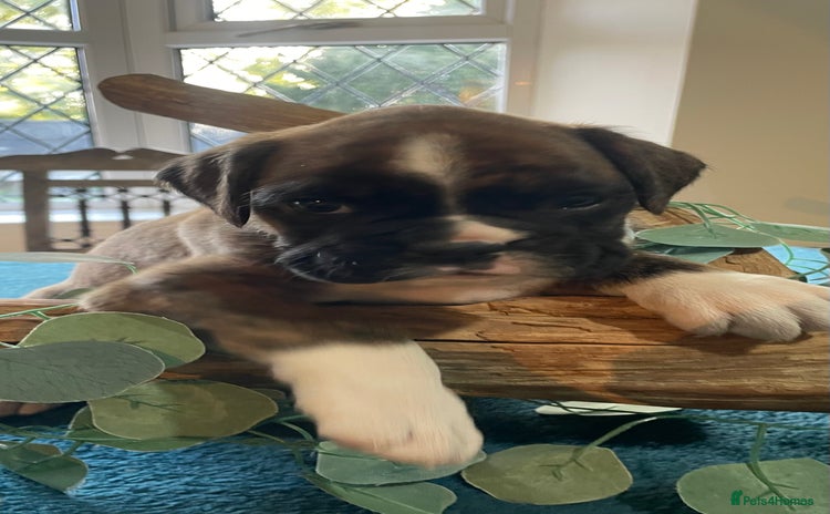 Boxer dogs - Advert 2