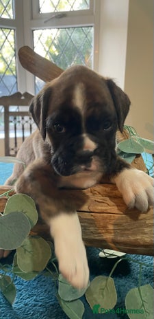 Boxer dogs - Advert 2