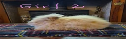 Angora rabbits for sale: Gorgeous Angora Rabbits, Pure Bred Full Faced. - Advert 22