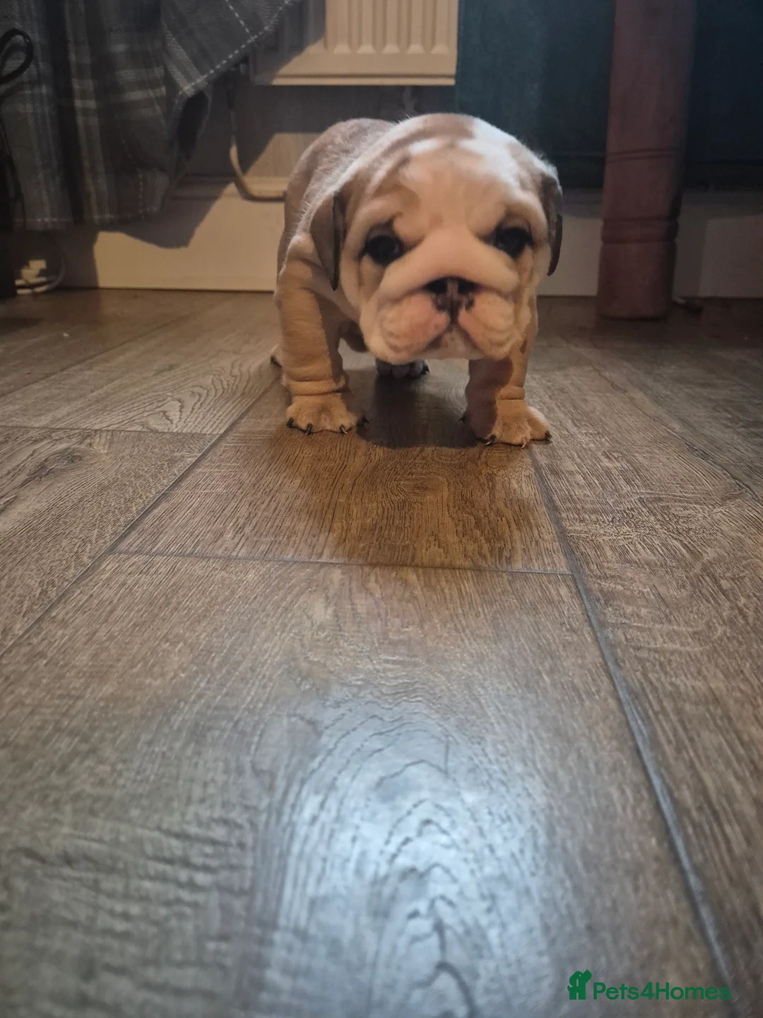 English Bulldog dogs for sale: Beautiful Red and White KC English Bulldog Puppies - Advert 2