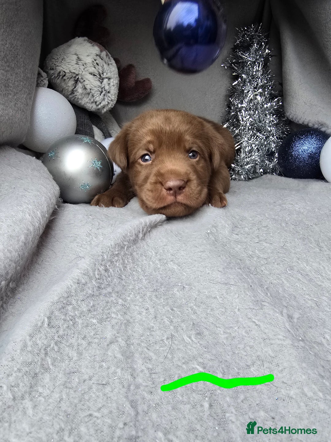 Labrador Retriever dogs for sale: Ready for home 🥰left last boy! - Advert 21