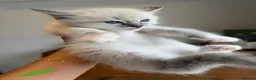 Ragdoll cats for sale: Pedigree Ragdoll Kittens Ready This Week - Advert 3