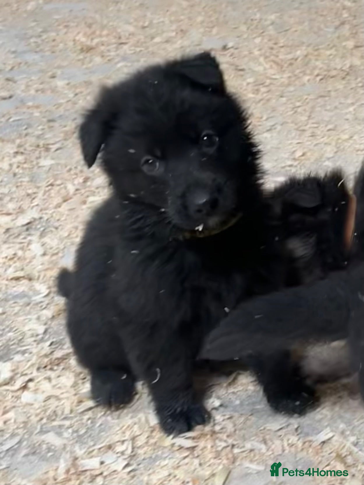 German Shepherd dogs German Shepherd pups - Advert 7