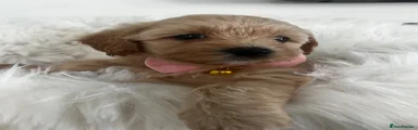 Maltipoo 3
