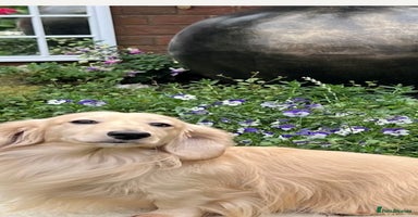 Miniature Dachshund dogs - Advert 10