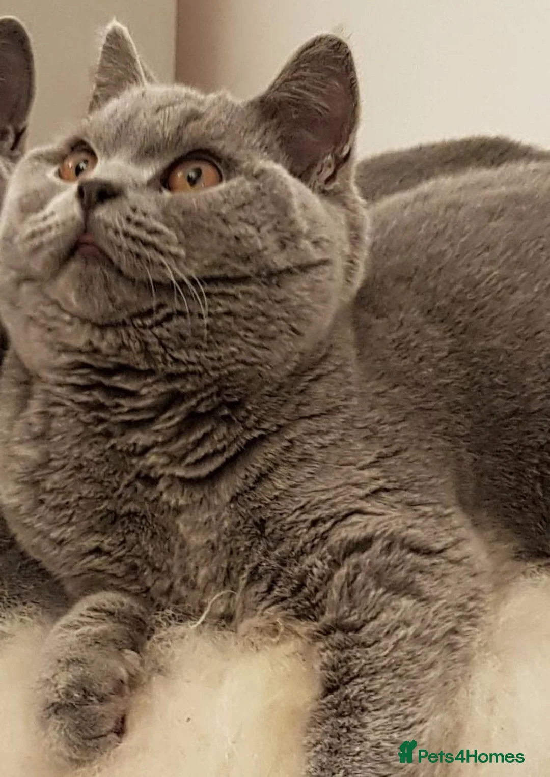 British Shorthair cats for sale: Your 6 Year Old Teddy-Bear Companion & Big Heart - Advert 3