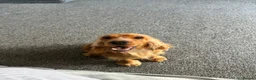 Cocker Spaniel dogs for sale: Stunning 2 year old gold female show spaniel  - Advert 8