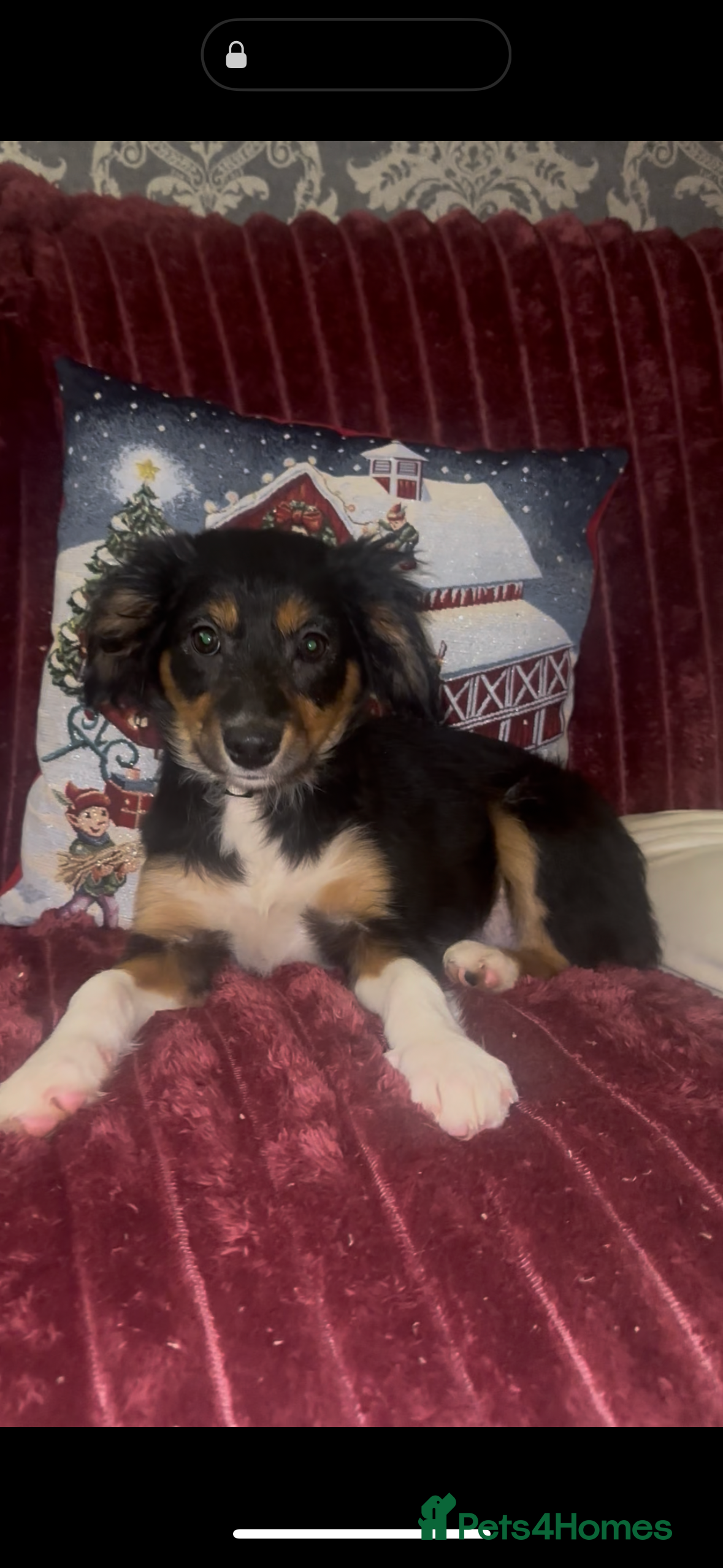 Border Collie dogs Ready to leave last 2 girls left  - Advert 1