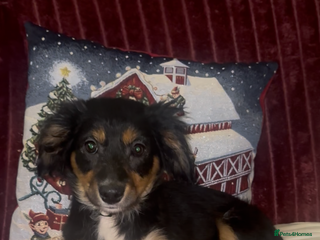 Border Collie dogs Last 2 girls left - Advert 1