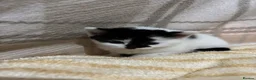 Mixed Breed cats for sale: 5 Kittens  in Lochgelly - Advert 8