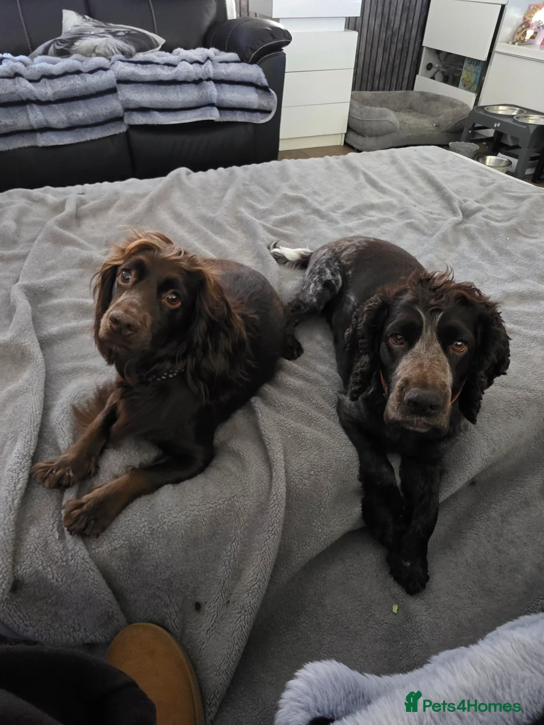 Cocker Spaniel dogs for sale: KC Registered Working Cocker Spaniel Pups in Glasgow - Advert 14