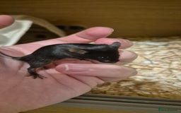 Mouse rodents for sale: Male Mice - Image 4