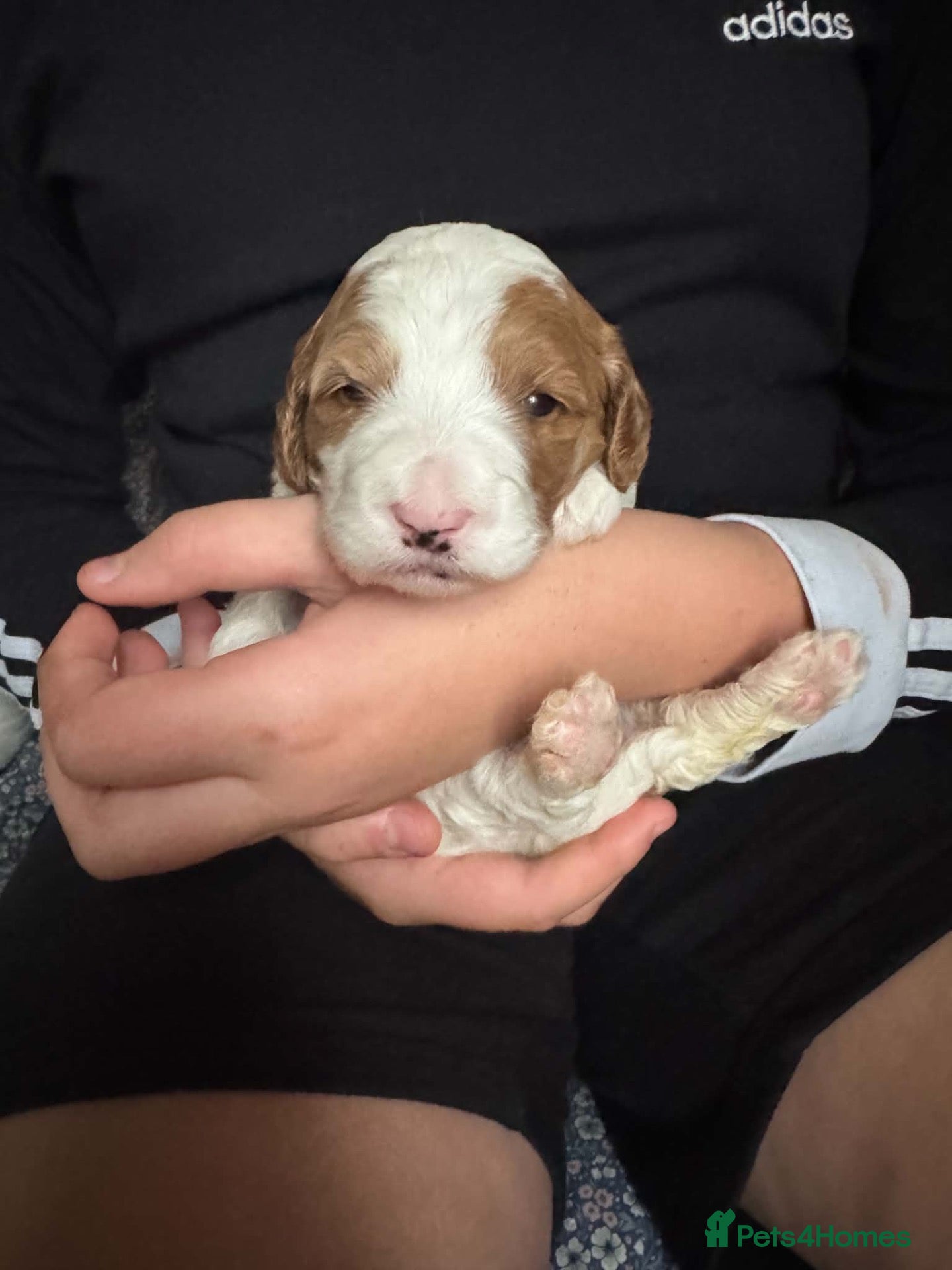 Australian Labradoodle dogs for sale: 🐾💕 Our Beautiful Puppies Have Arrived! 💕🐾 - Advert 2