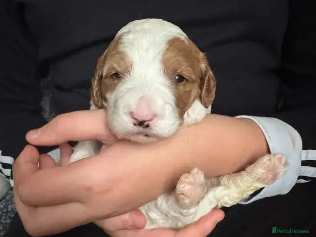 Australian Labradoodle dogs for sale: 🐾💕 Our Beautiful Puppies Have Arrived! 💕🐾 - Advert 2