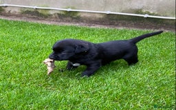 Labrador Retriever dogs for sale: Beautiful Labrador Puppies – 5 Girls & 3 Boys - Image 23