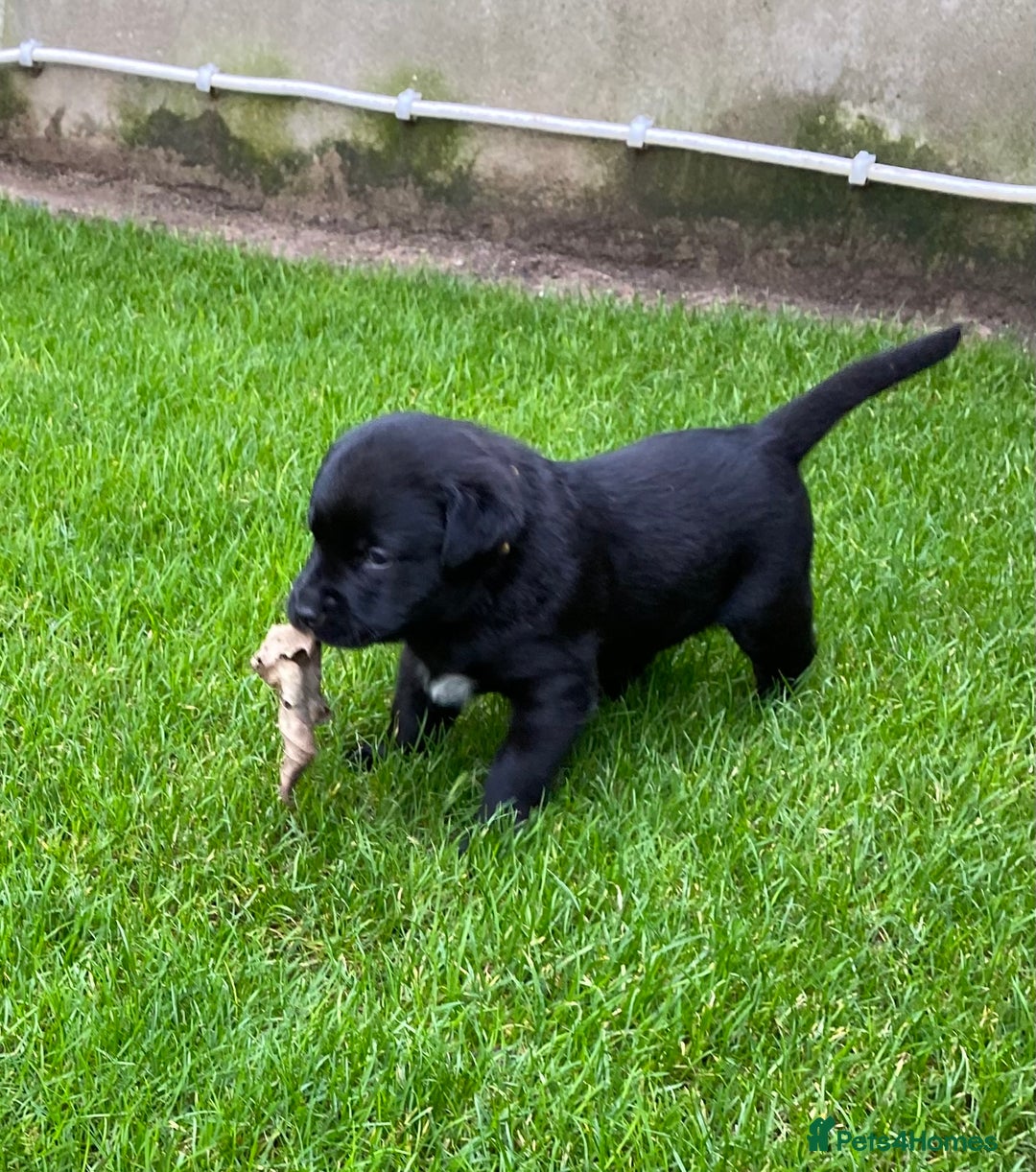Labrador Retriever dogs for sale: Beautiful Labrador Puppies – 5 Girls & 3 Boys - Image 23