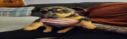 Miniature Pinscher dogs for sale: Merle Miniature harlequin pinscher in Corby - Advert 6
