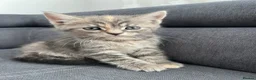 Mixed Breed cats for sale: 4 beautiful kittens  - Advert 8