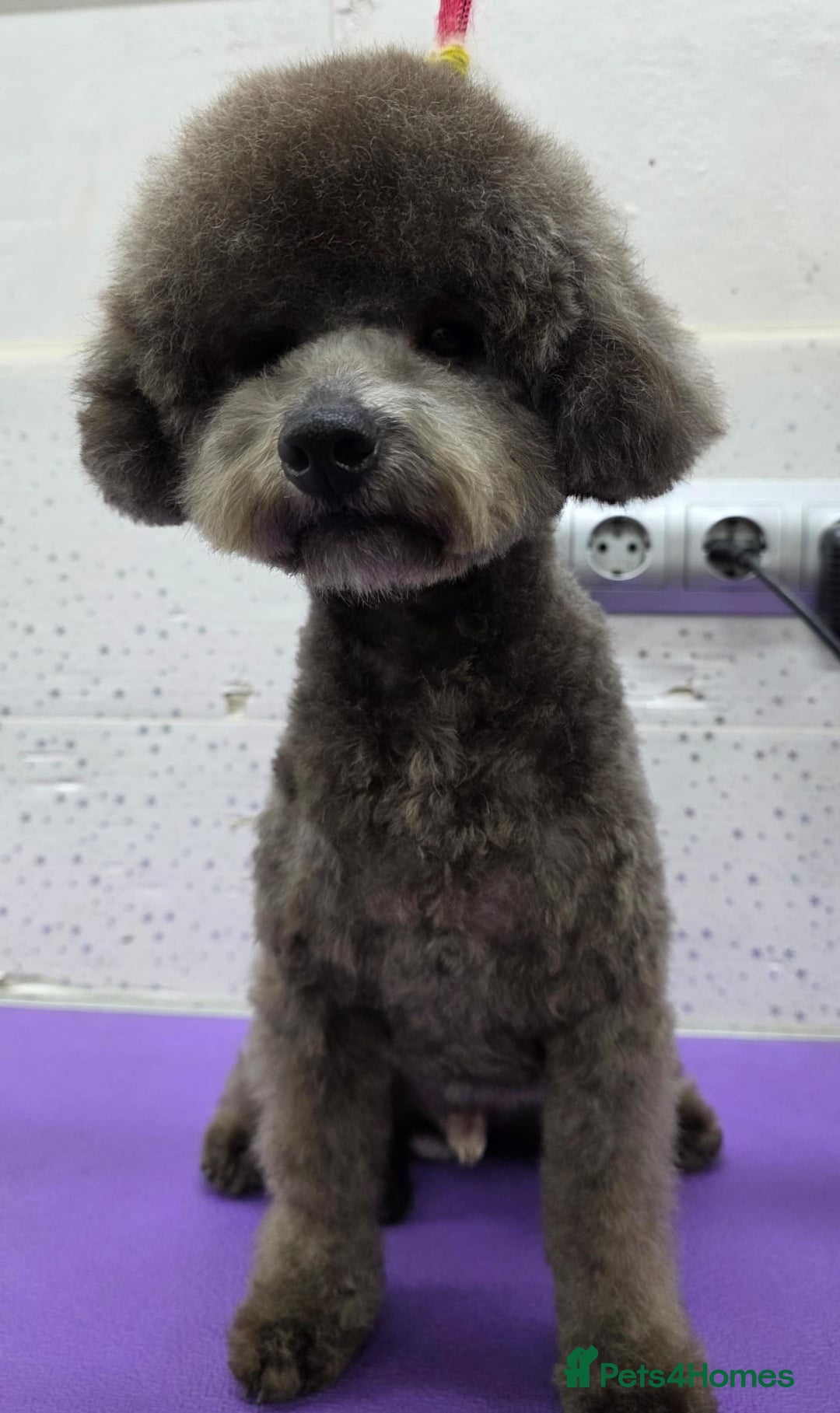 Miniature Poodle dogs for adoption: TEDDY – Miniature Poodle (Male) - Advert 3