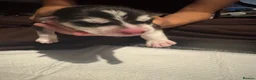 Siberian Husky dogs for sale: Pedigree Siberian Husky Puppies - Advert 10