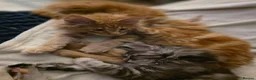 Maine Coon cats for sale: Five Beautiful Maine Coon Kittens - Advert 5