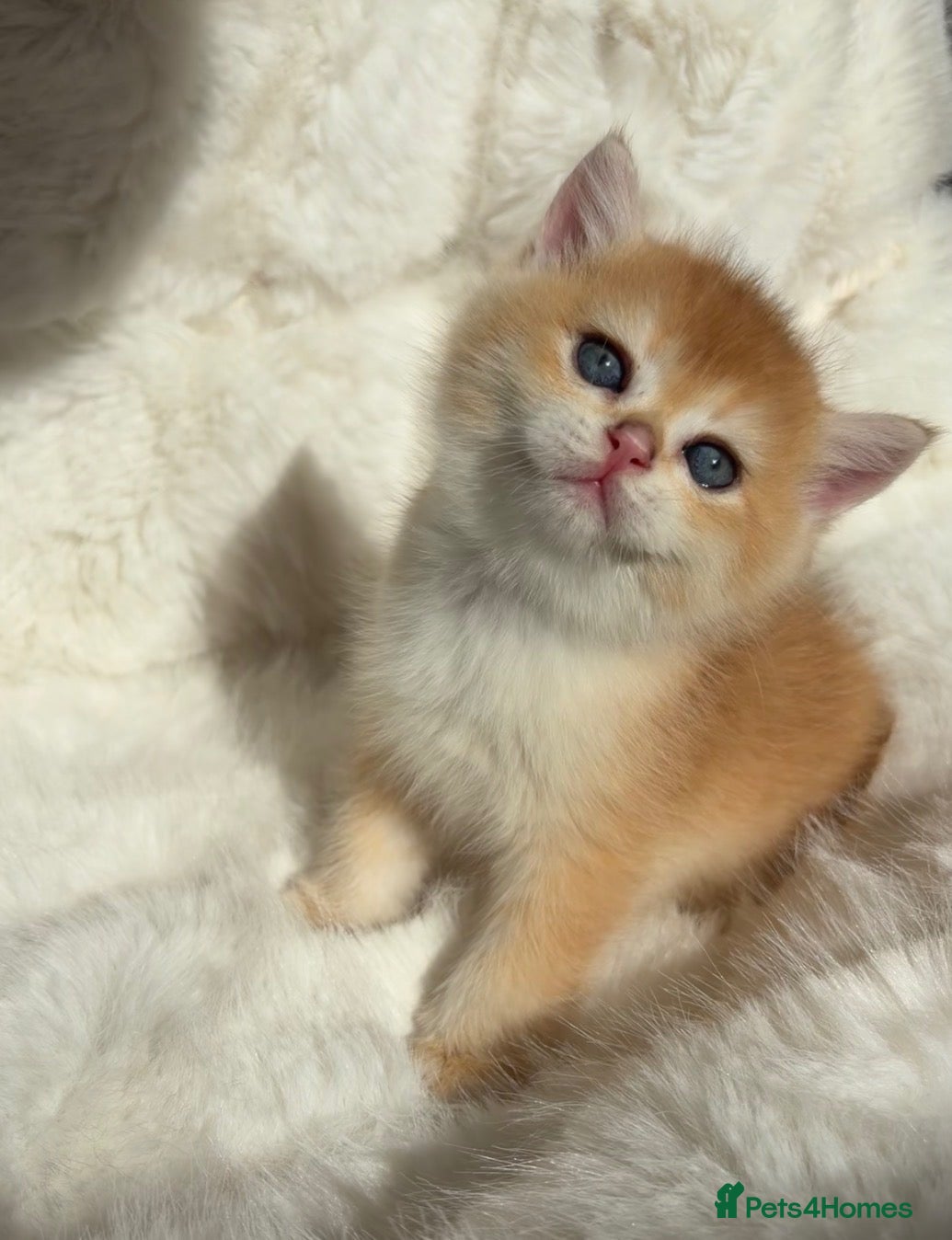British Shorthair cats Exquisite Show quality TICA Reg Golden Babies - Advert 2