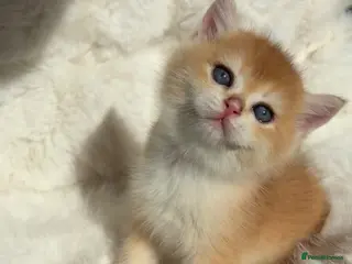 British Shorthair cats Exquisite Show quality TICA Reg Golden Babies - Advert 2