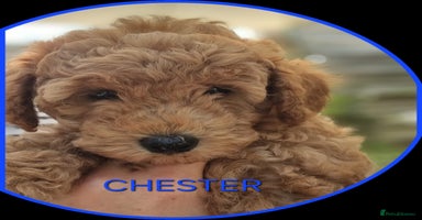 Miniature Poodle dogs in London - Advert 2